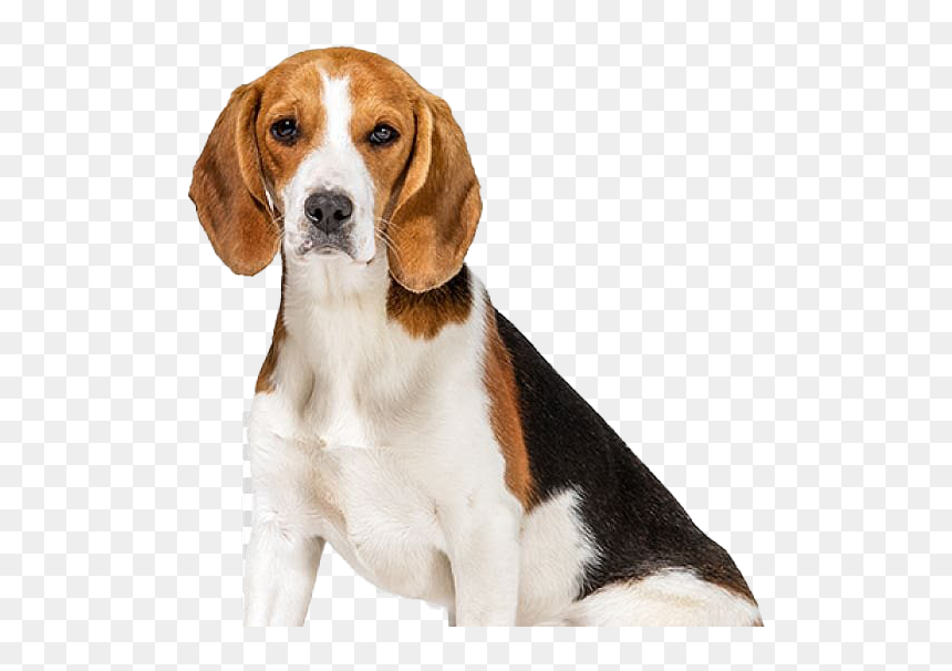 Beagle - Thunder Shirt, HD Png Download - beagle png