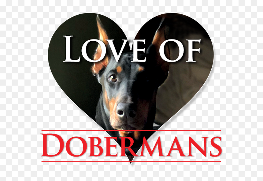 Companion Dog, HD Png Download - doberman png