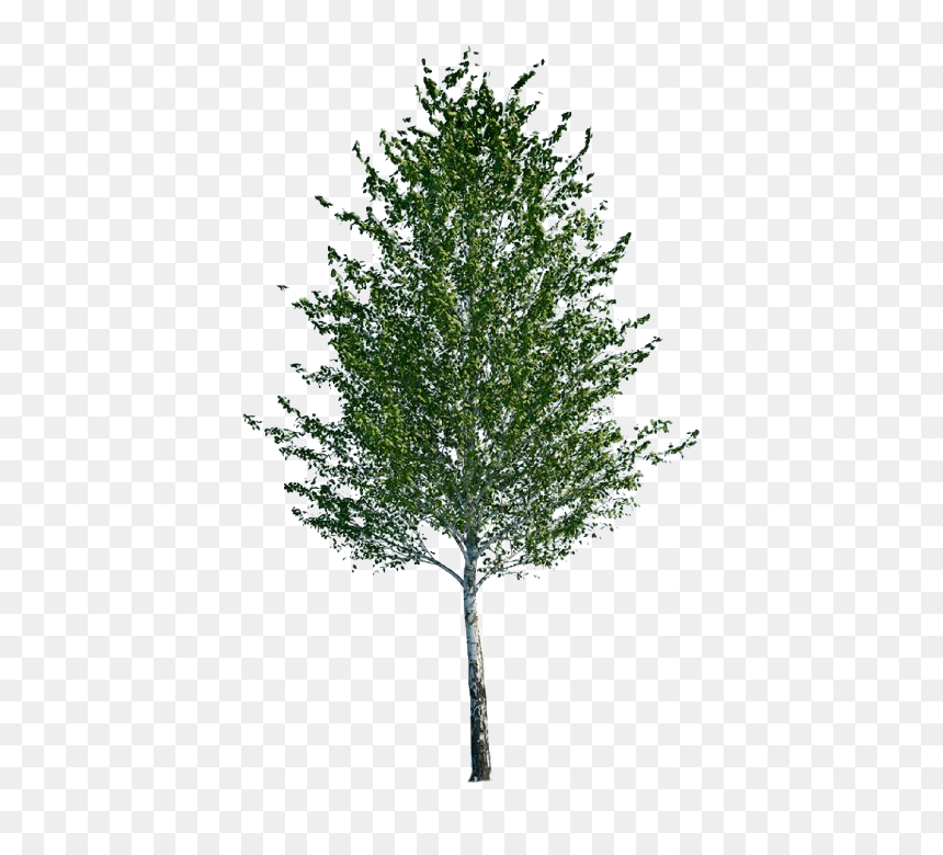 Thumb Image - Aspen Tree Cut Out, HD Png Download - aspen tree png