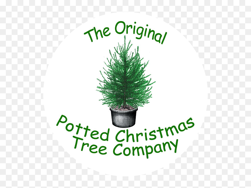 Transparent Christmas Greenery Png - Houseplant, Png Download - christmas greenery png