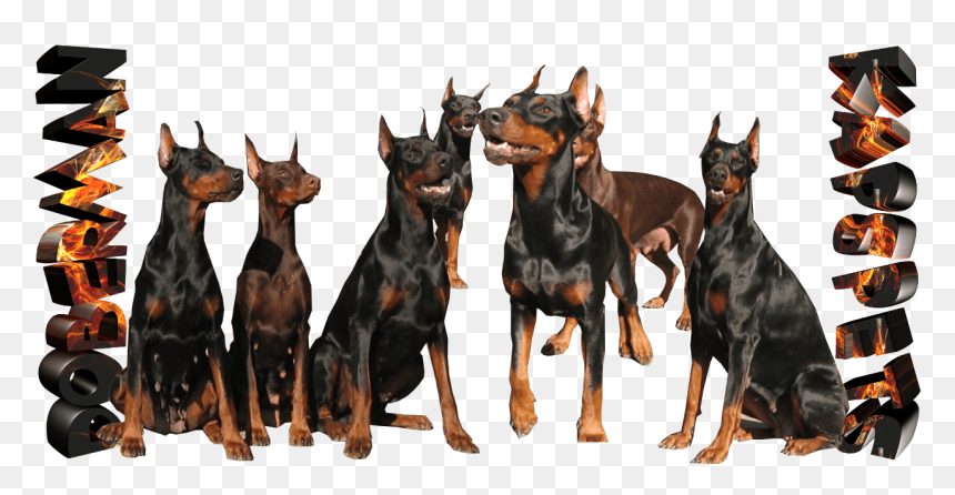 Doberman Puppy Price In Goa, HD Png Download - doberman png