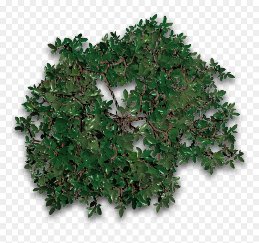 Transparent Tree Vines Png - Sageretia Theezans, Png Download - green vines png
