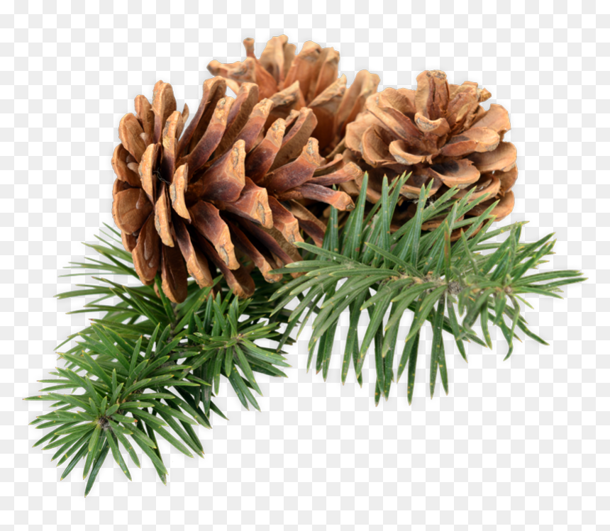 Mexican Pinyon , Png Download - Шишка На Ветке, Transparent Png - pine cones png