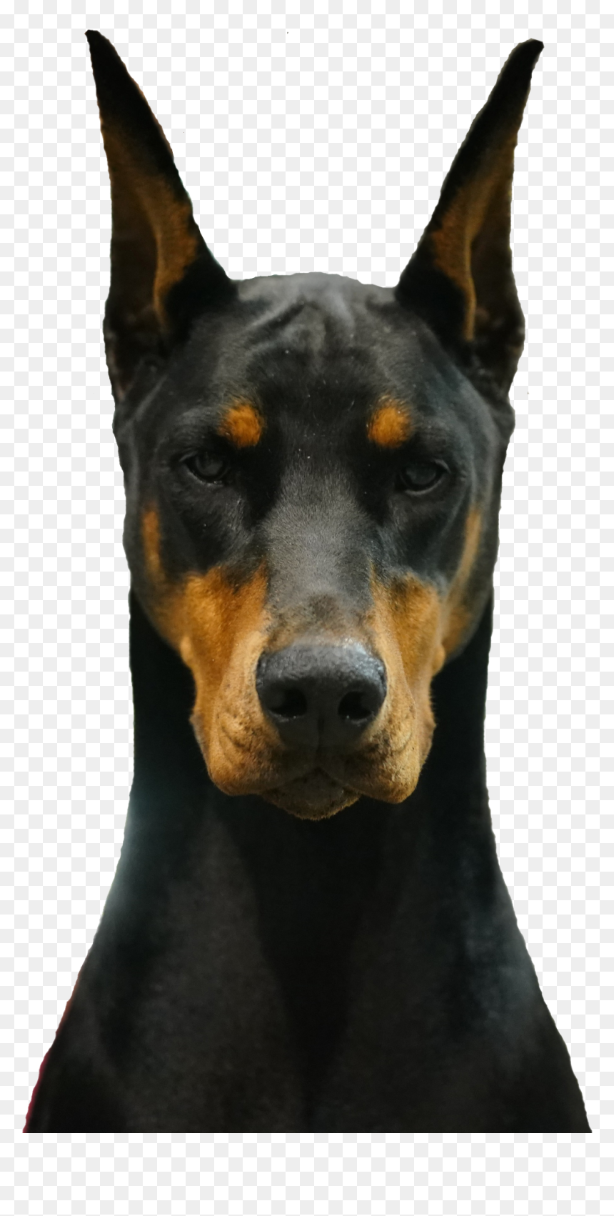 Dobermann, HD Png Download - doberman png