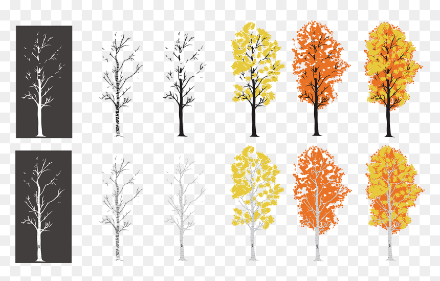 My Process Of Creating An Aspen Tree I Drew - Autumn, HD Png Download - aspen tree png