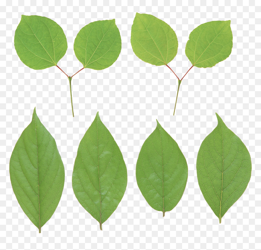 Lemon Png Leaf - Portable Network Graphics, Transparent Png - mint leaves png