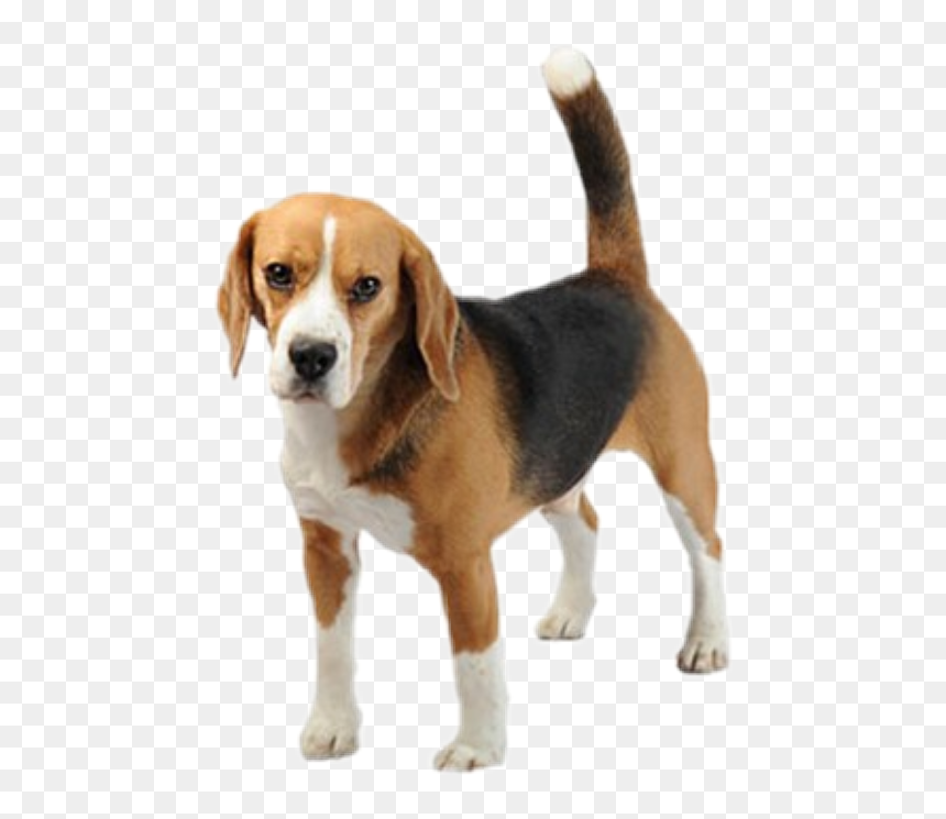 Transparent Background Beagle Png , Png Download - Beagles Eat Anything, Png Download - beagle png