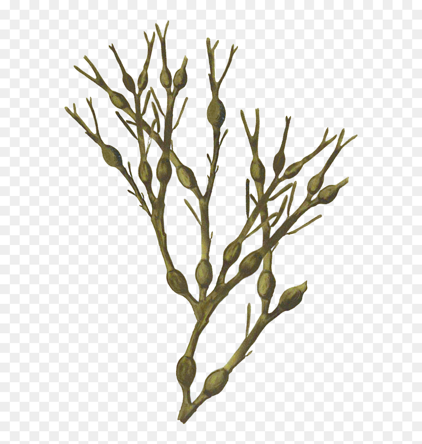 Algae Ascophyllum Nodosum Png, Transparent Png - algae png
