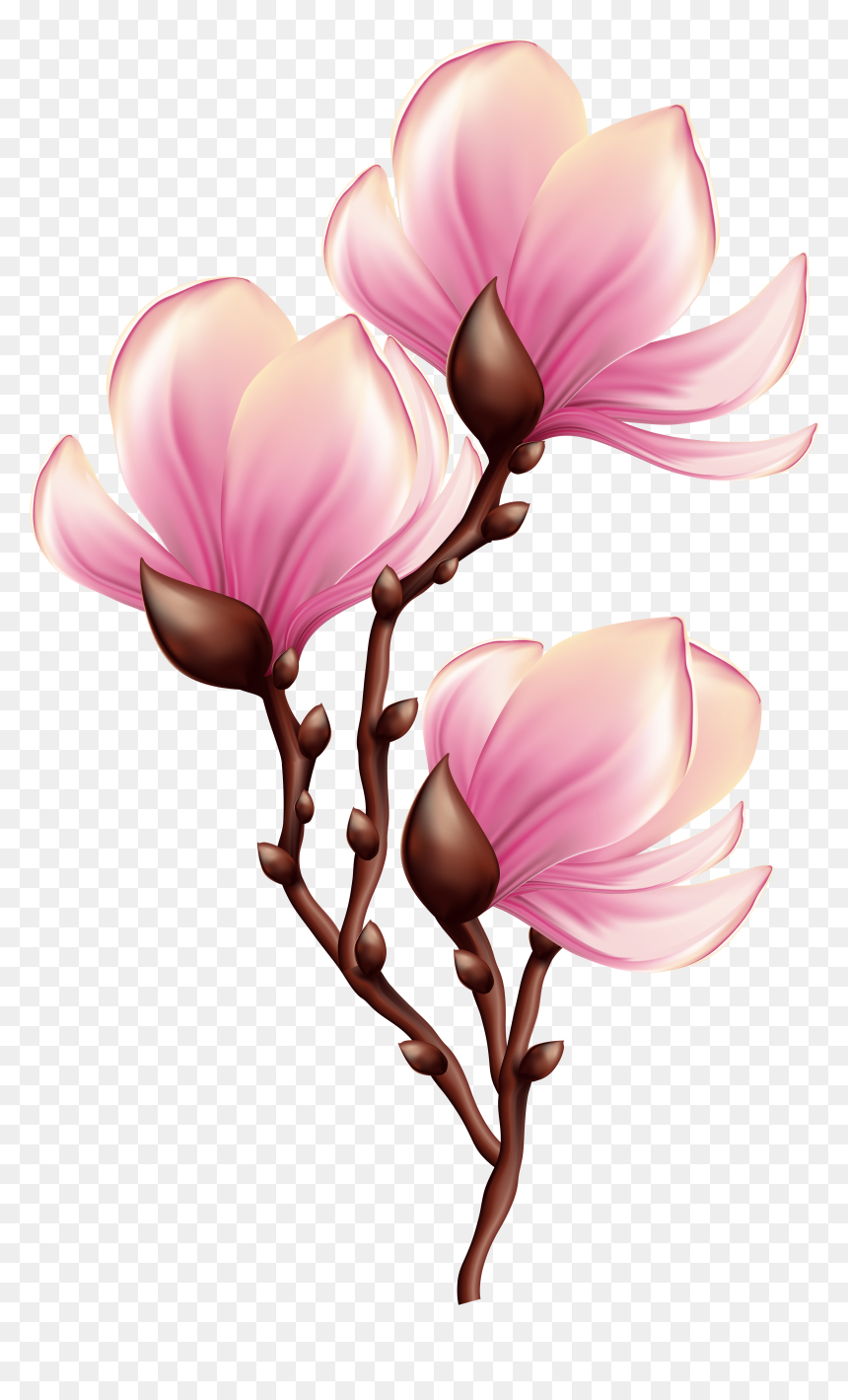 Beautiful Blooming Branch Transparent - Blooming Flower Clipart, HD Png Download - magnolia png