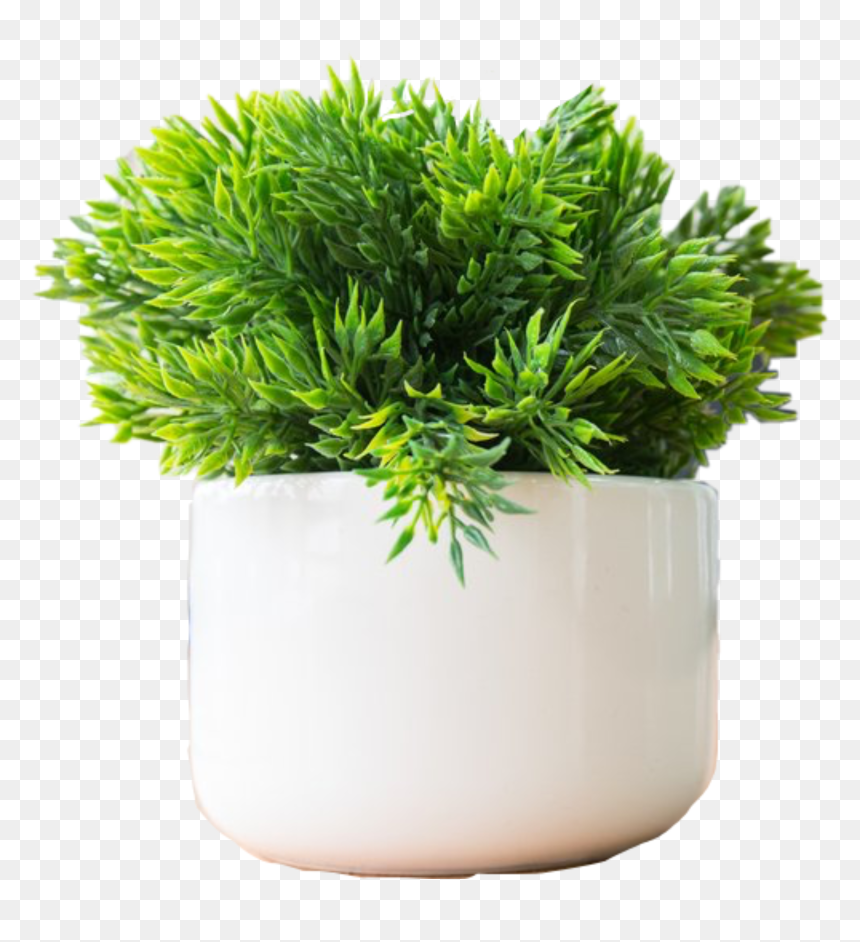 Plants To Keep On Office Desk, HD Png Download - christmas greenery png