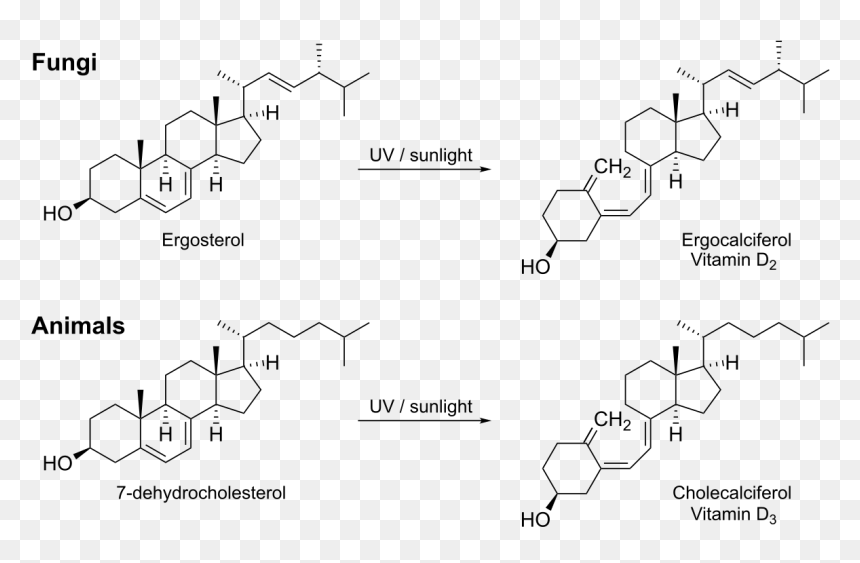Vitamin D Biosynthesis, HD Png Download - vitamin png