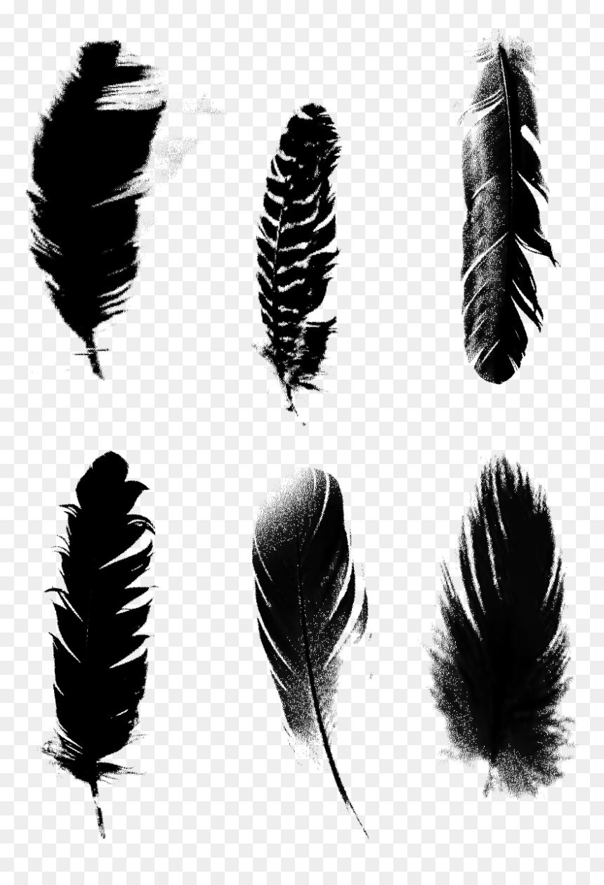 Black Feathers Commercial Minimalist Png และ Psd - Minimallist Png, Transparent Png - black feathers png