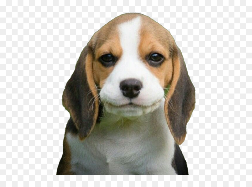 Beagle Dog Puppy Png - Beagle-harrier, Transparent Png - beagle png
