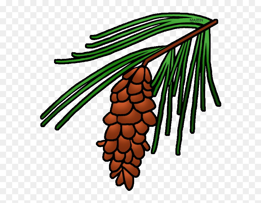 Pine Tree Clipart State - White Pine Maine State Flower, HD Png Download - pine cones png
