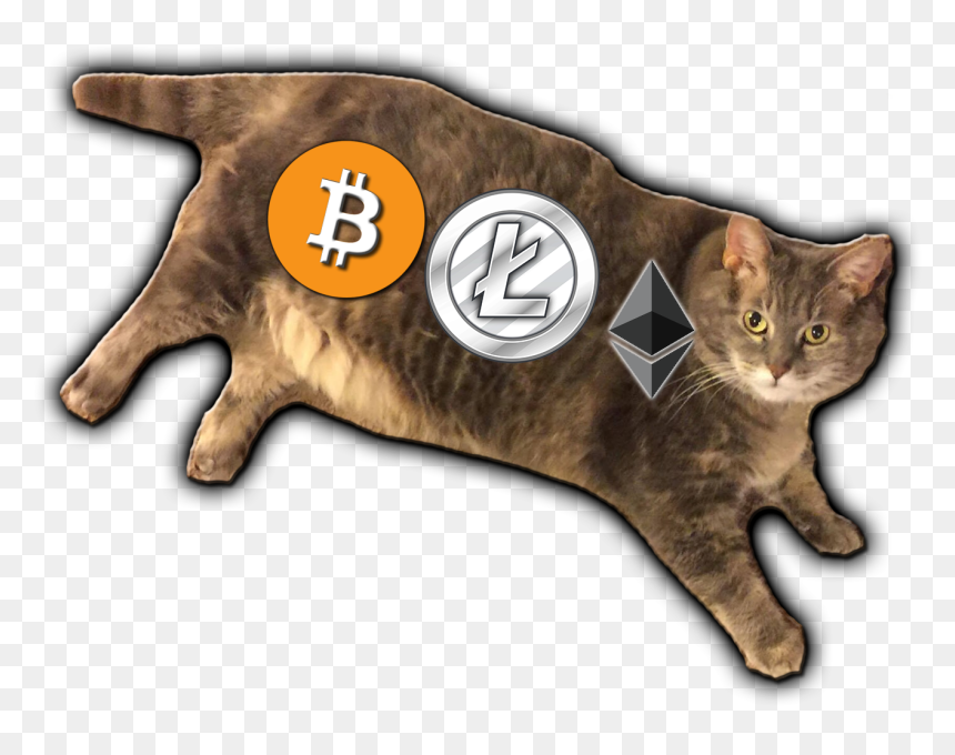 Transparent Fat Cat Png - Domestic Short-haired Cat, Png Download - fat cat png