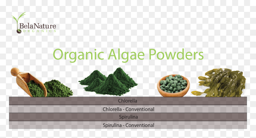 Fuel , Png Download - Thuya, Transparent Png - algae png