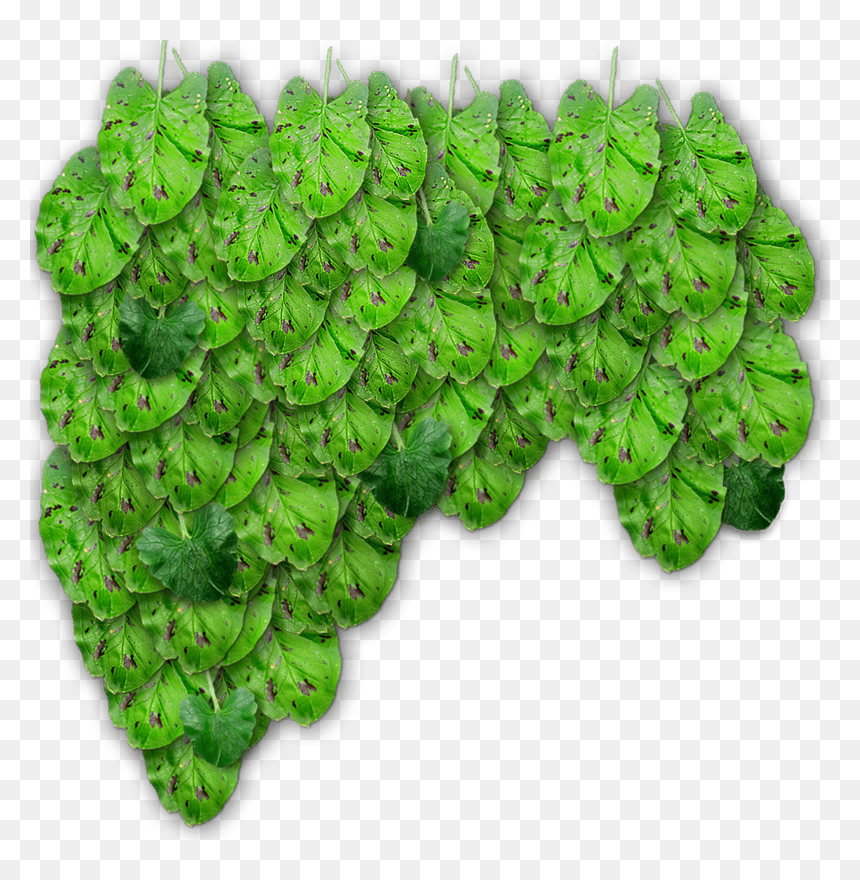Grass, HD Png Download - ivy texture png