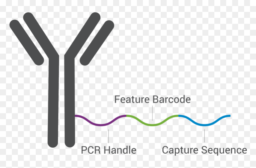 Image Containing A Schematic Depiction Of An Antibody - Antibody Schematic, HD Png Download - antibody png