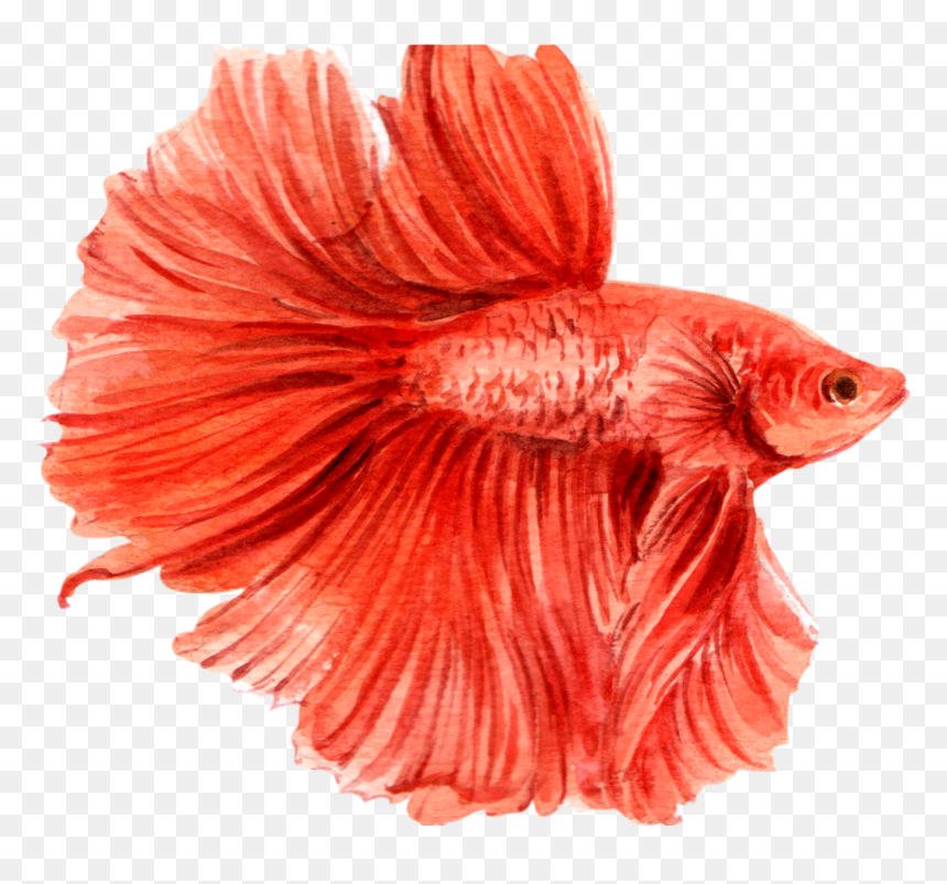 21 - Sand Eel, HD Png Download - betta fish png