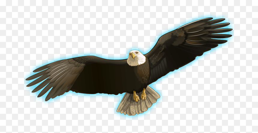 Indian Spirit™ - Bald Eagle, HD Png Download - indian feather png