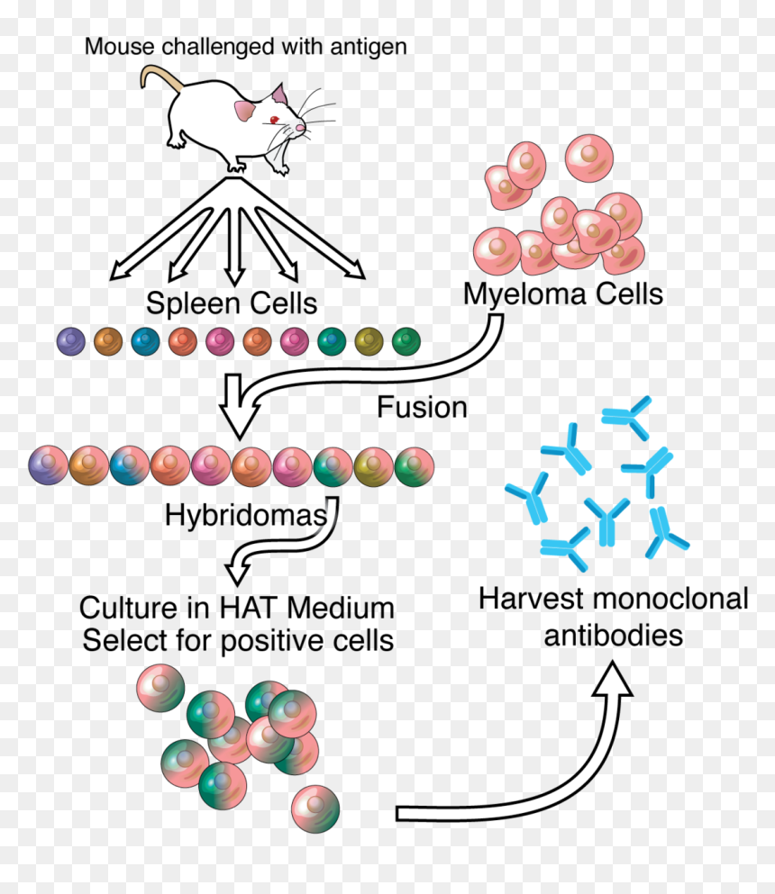 Monoclonal Antibody Production, HD Png Download - antibody png