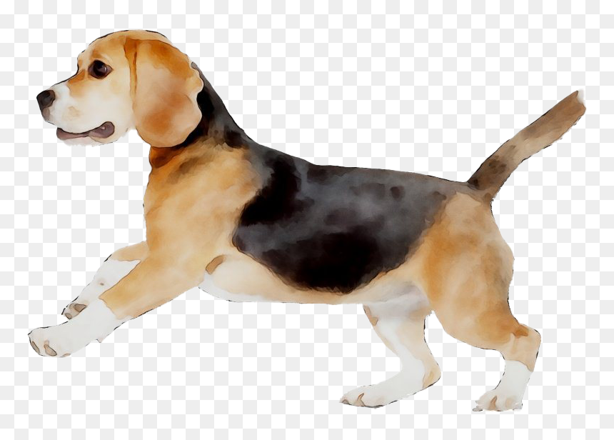Beagle Png - English Foxhound, Transparent Png - beagle png