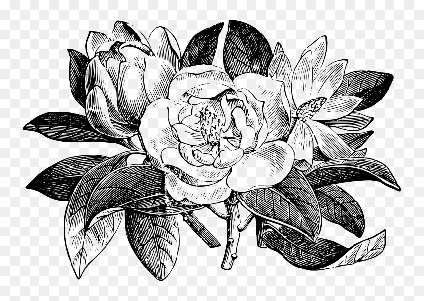 Magnolia Glauca From Semple Materia Medica Magnolia - Line Drawings Of Magnolias, HD Png Download - magnolia png