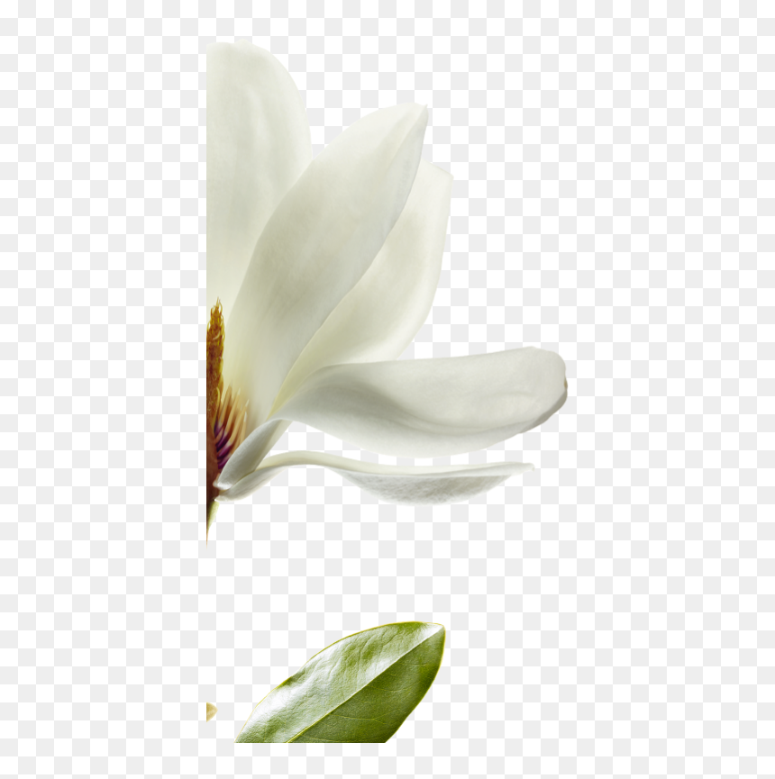 We Have Selected Magnolia That Is Native To Southwest - Magnolia, HD Png Download - magnolia png