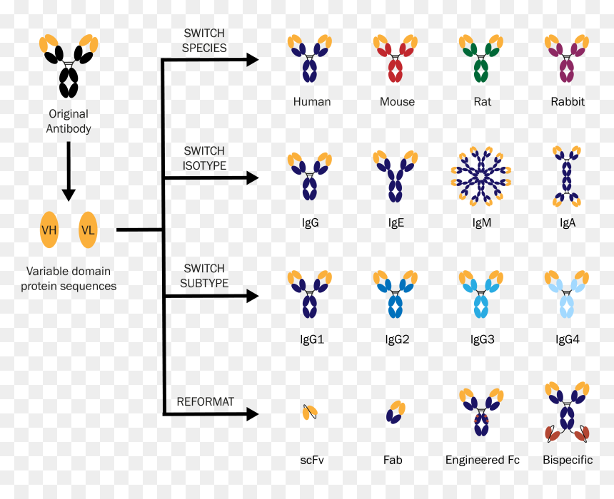 Isotype Switching Antibodies, HD Png Download - antibody png