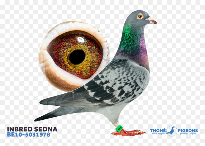 Typical Pigeons, HD Png Download - palomas png