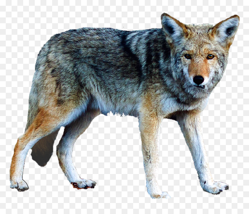 Thumb Image - Serigala Png, Transparent Png - lobo png