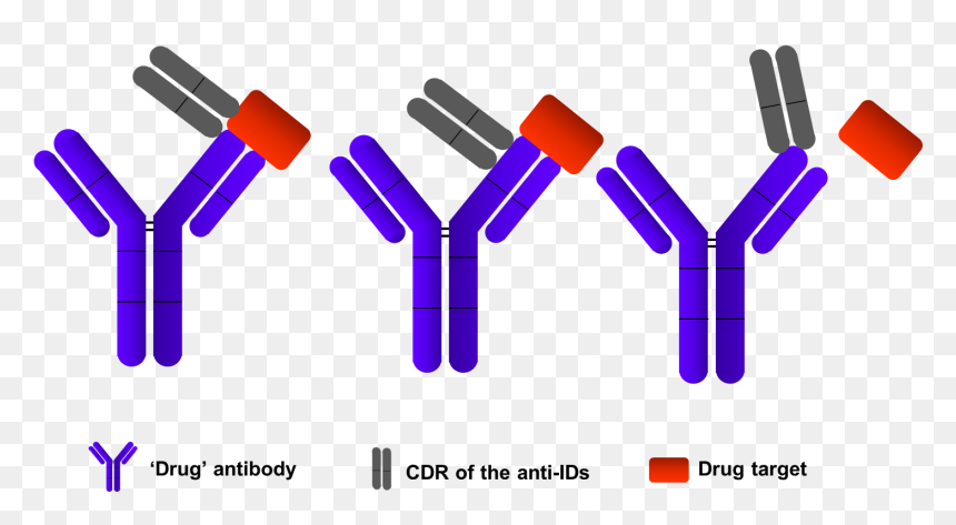 Elisa Assays Development - Anti Drug Antibody, HD Png Download - antibody png