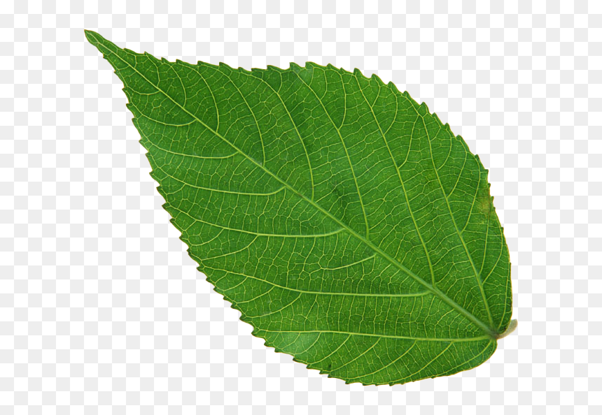 Leaf Background Image Png, Transparent Png - aspen tree png