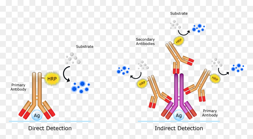Graphic Design, HD Png Download - antibody png