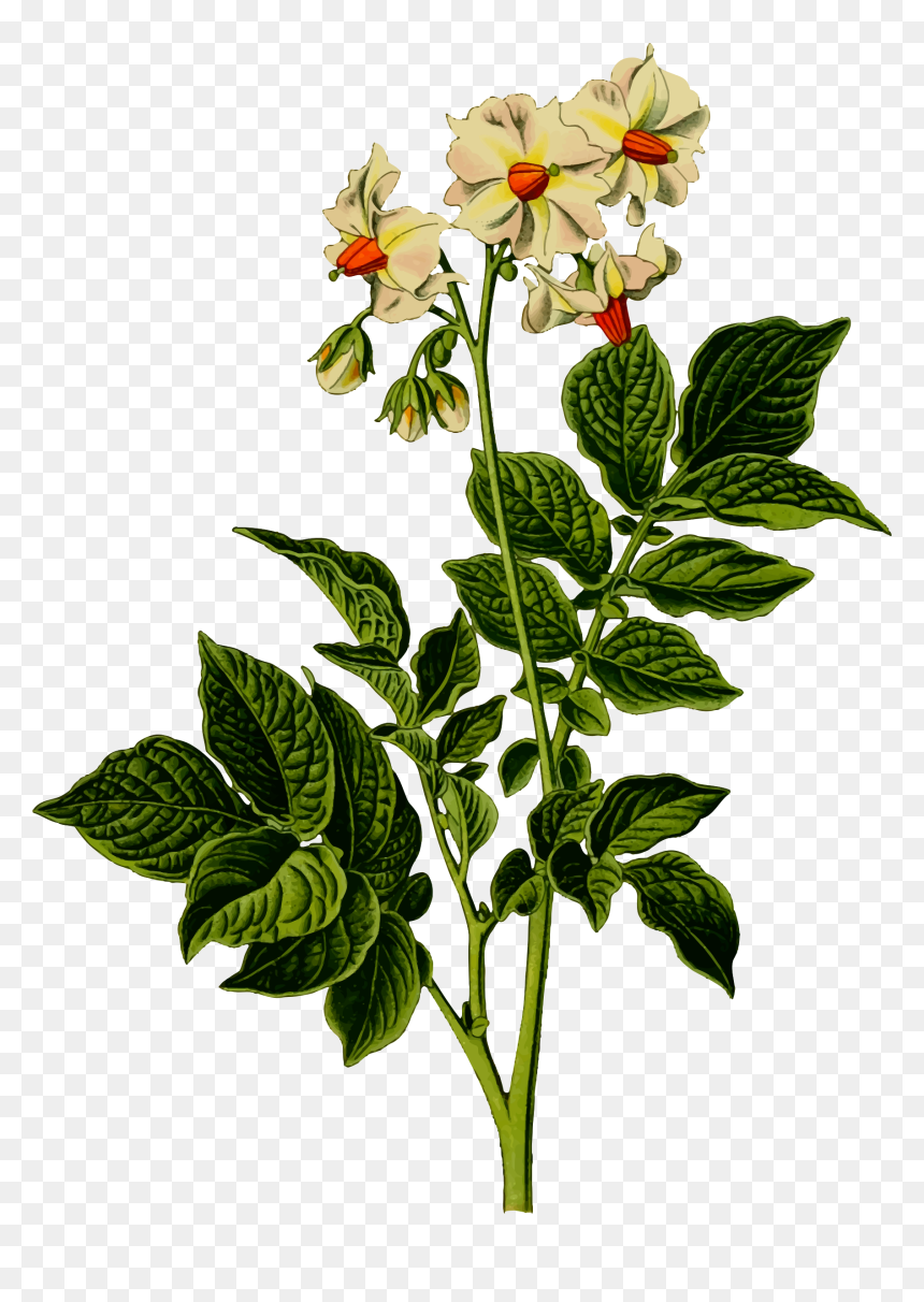 This Free Icons Png Design Of Potato Plant , Png Download - Transparent Potato Plant Png, Png Download - flower plant png