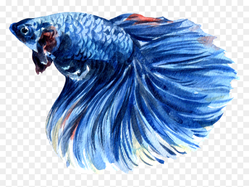 32 - Bony-fish, HD Png Download - betta fish png