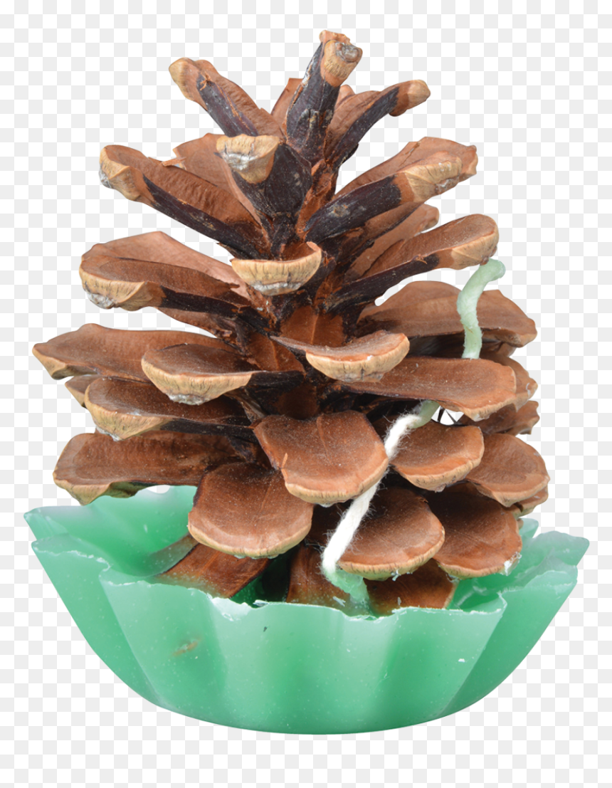 Pine Cone Fire Starters - Pinecone Fire Starter, HD Png Download - pine cones png