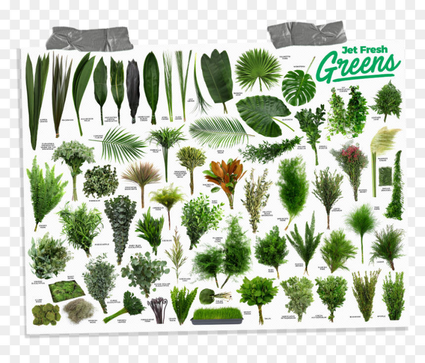 Fresh Flower Greens, HD Png Download - christmas greenery png