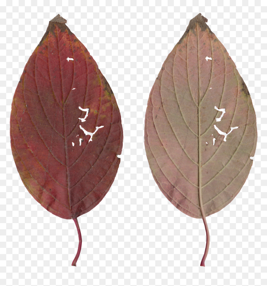 Melastome Family, HD Png Download - ivy texture png
