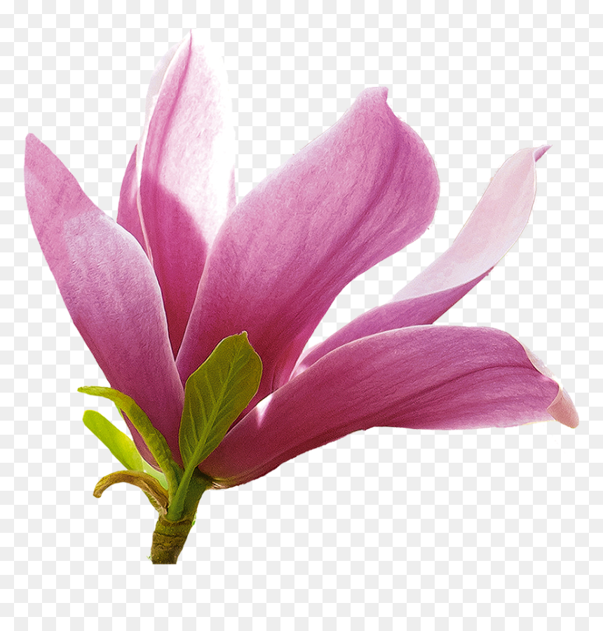Lily, HD Png Download - magnolia png