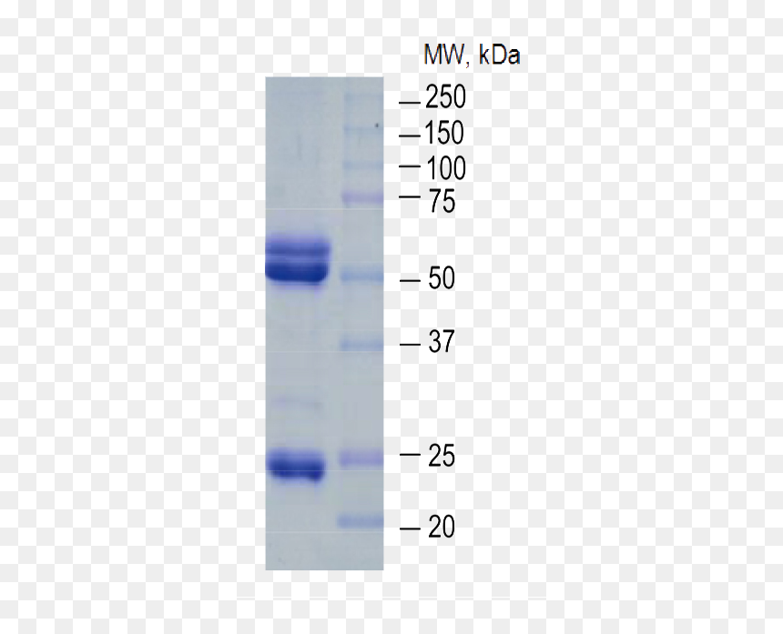 Plastic, HD Png Download - antibody png