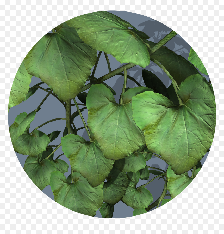 Aquatic Plant, HD Png Download - ivy texture png