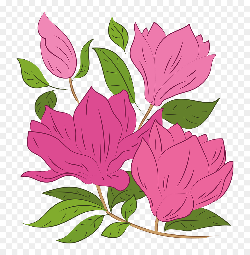 Magnolia Clipart - Rosa Glauca, HD Png Download - magnolia png