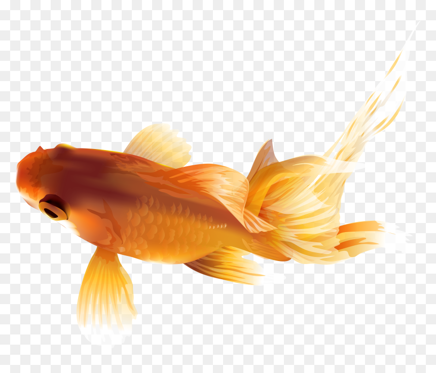 Goldfish Png Transparent Clip Art Image, Png Download - betta fish png