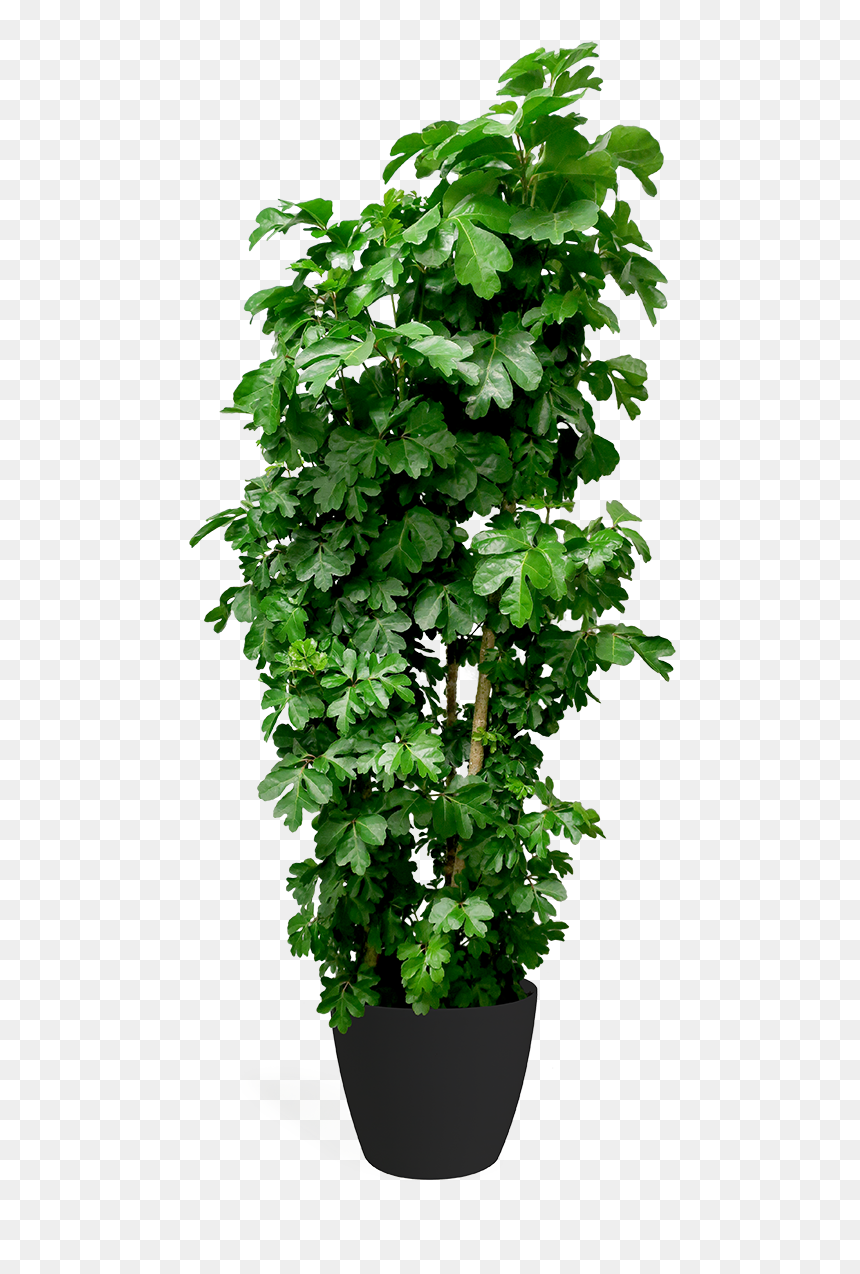 Aralia Png, Transparent Png - ivy texture png