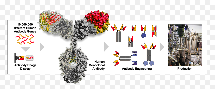Floral Design, HD Png Download - antibody png