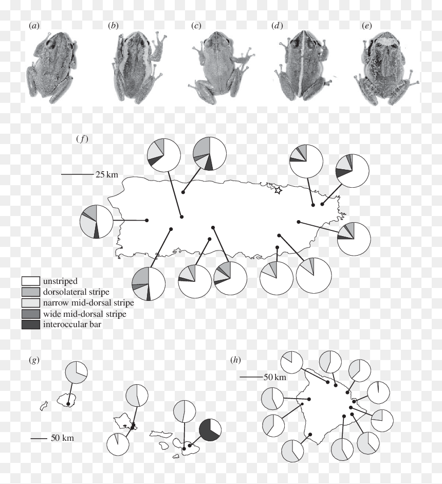 Drawing, HD Png Download - stripe pattern png