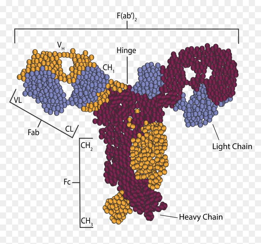 Antibody Structure - Map, HD Png Download - antibody png