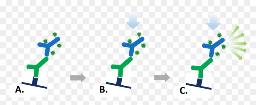 Fluorescent Secondary Antibody, HD Png Download - antibody png
