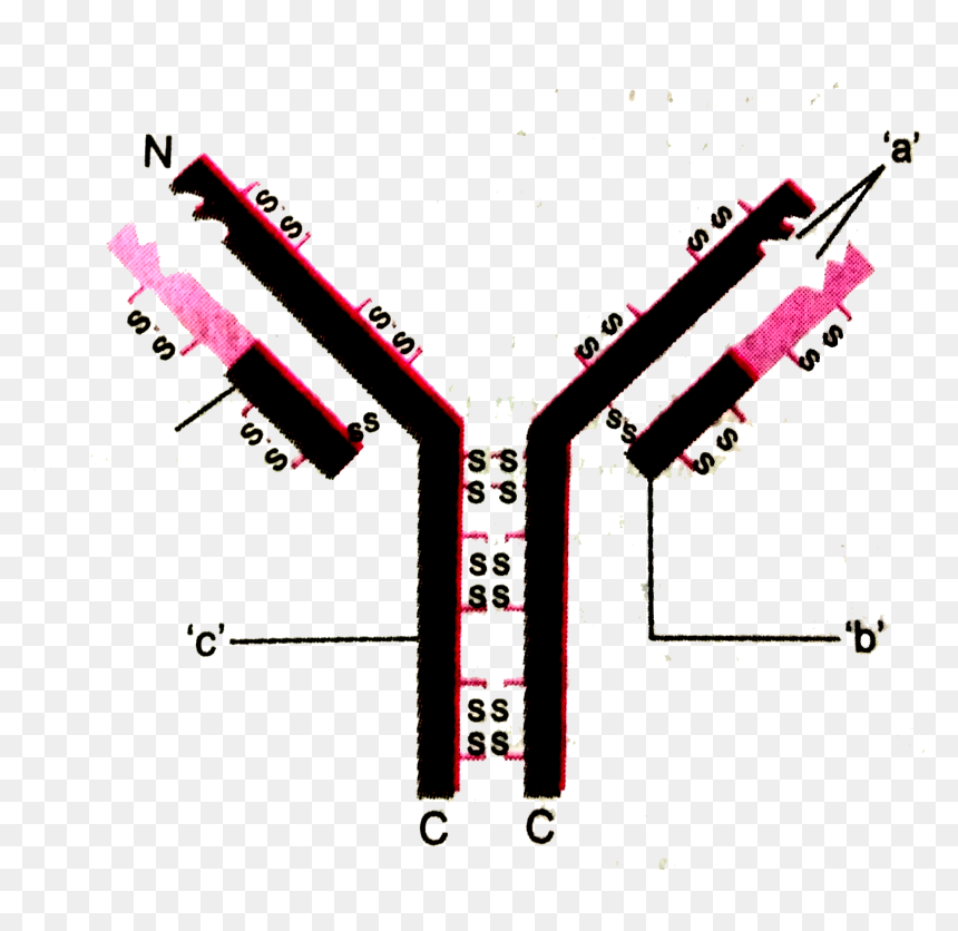 Following Statement Is True, HD Png Download - antibody png